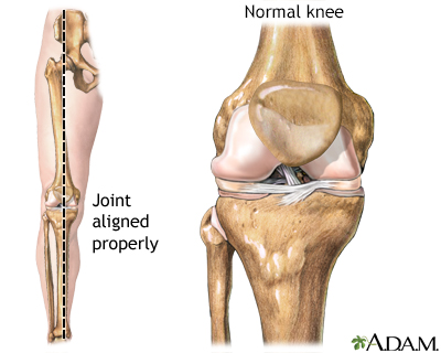 Normal knee alignment