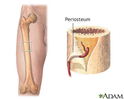 Blood supply to bone