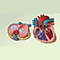 Valvular heart disease (VHD) overview