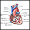 Heart - section through the middle