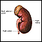 Kidney anatomy