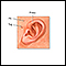 Newborn ear anatomy