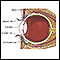 Eye anatomy